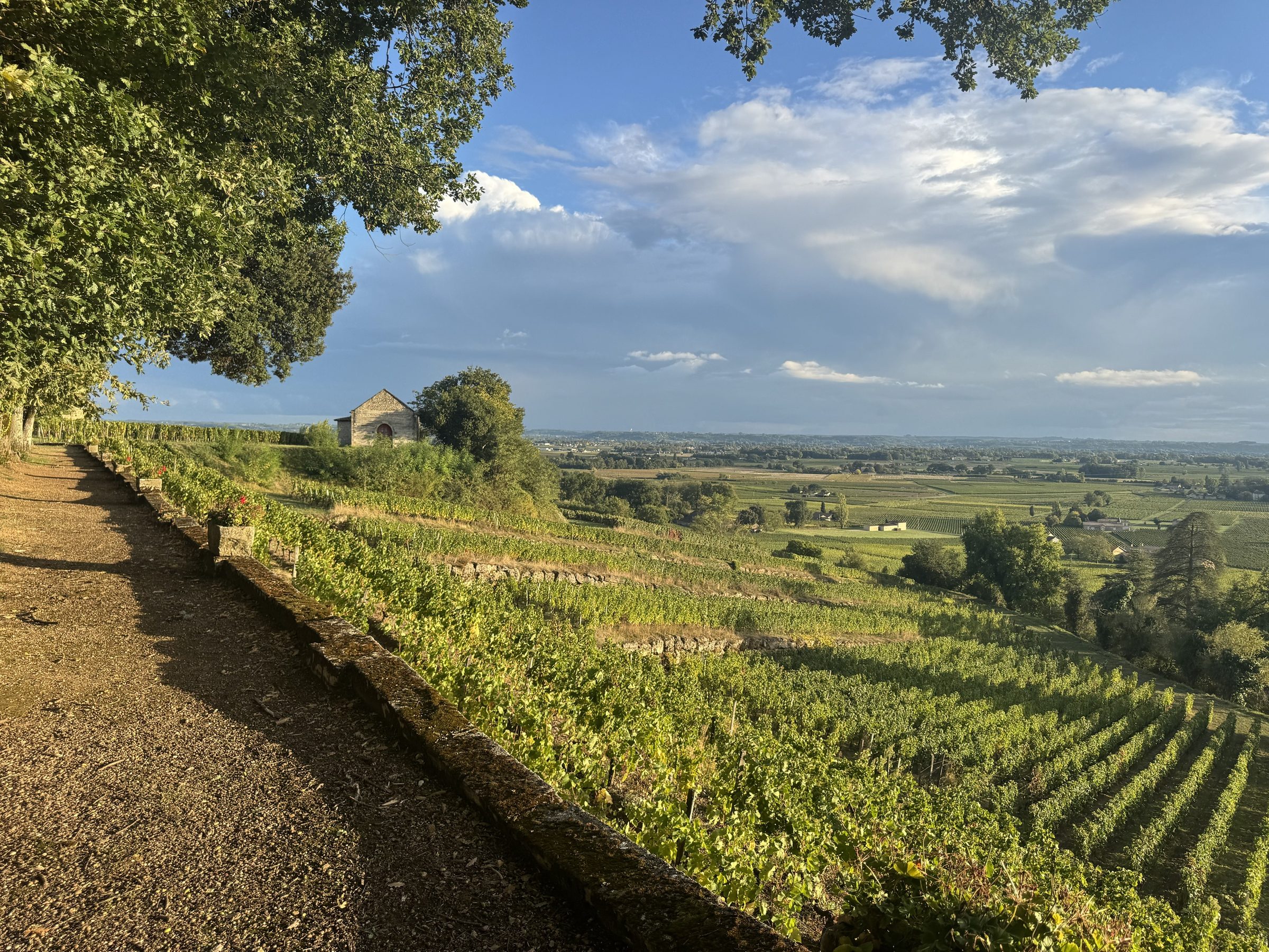 Weinberge im Abendlicht