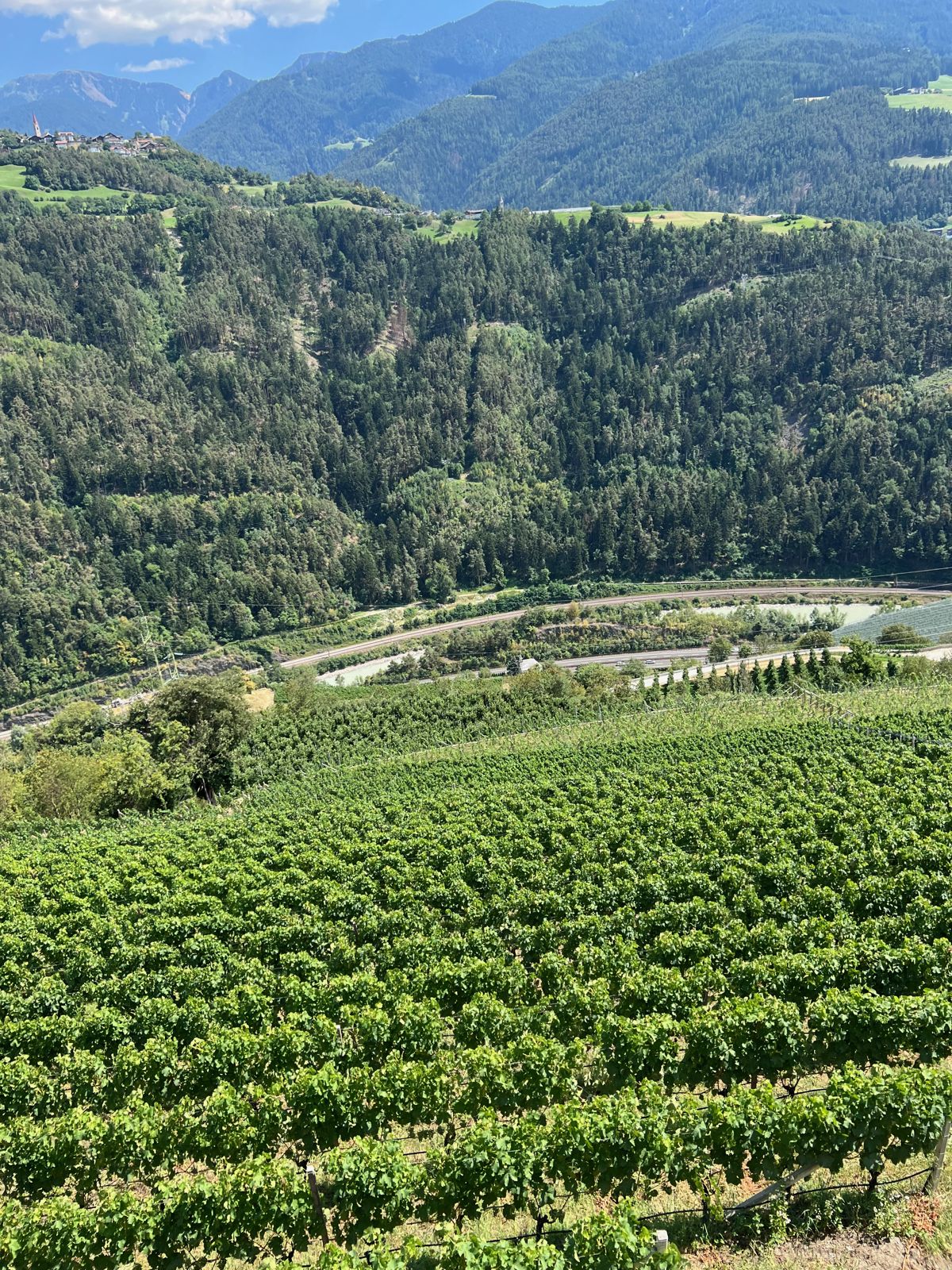 Weinberg im Tal