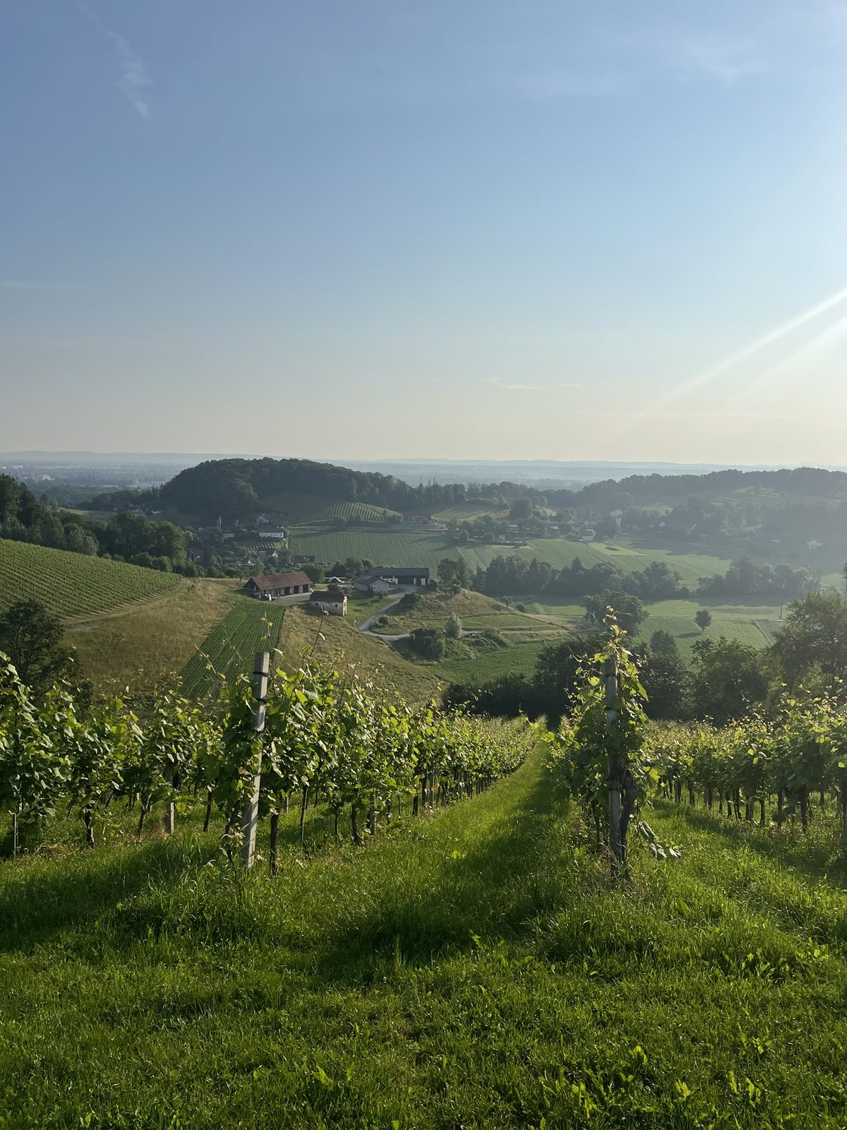 Rebzeilen im Morgenlicht
