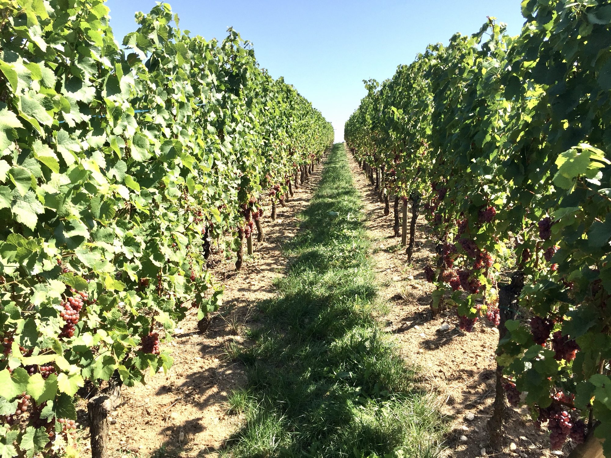 Reife Trauben zwischen den Rebzeilen