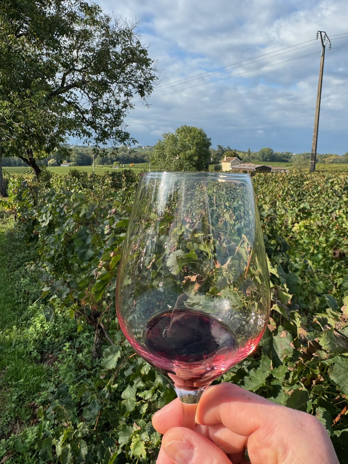 Weinglas im Weinberg